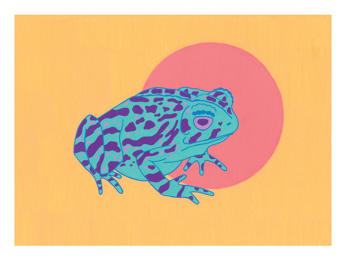 Fowler's Toad
