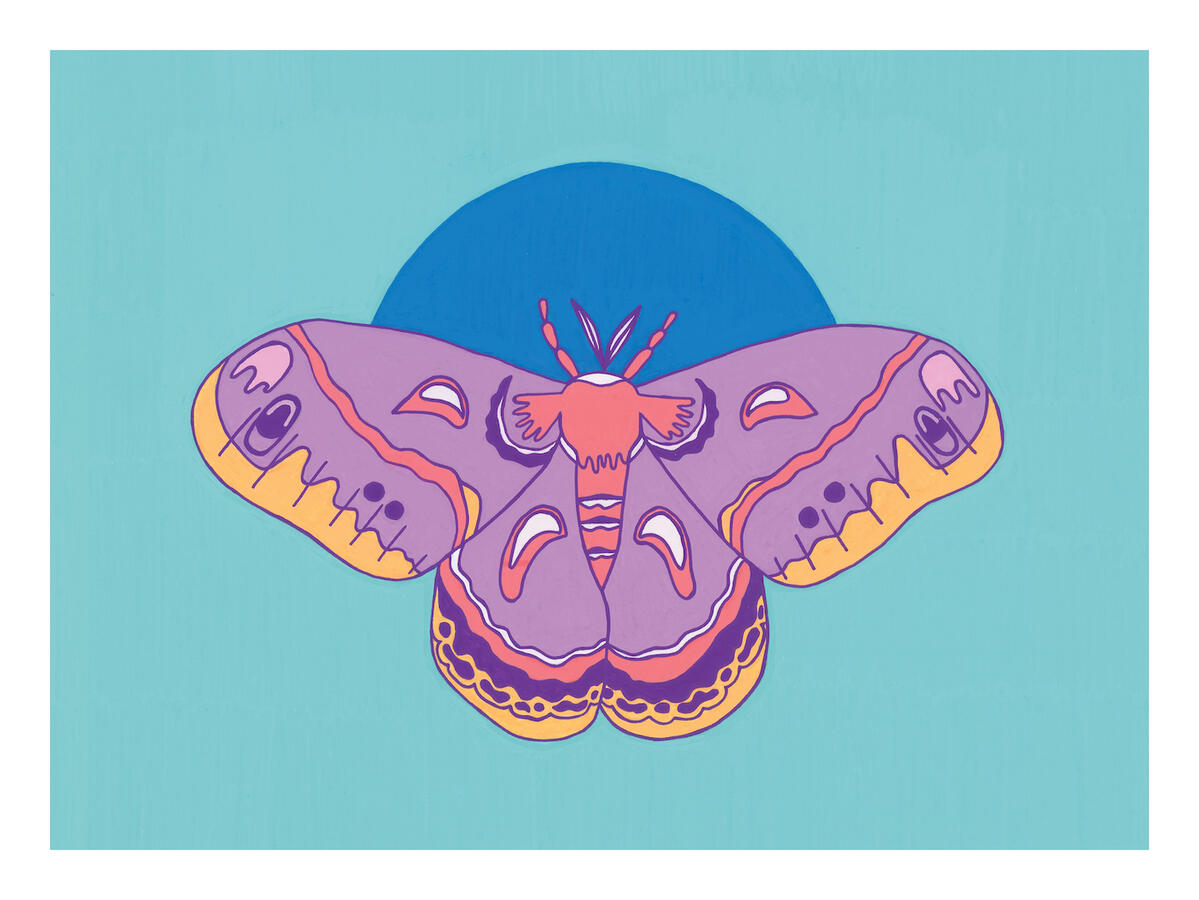 Cecropia Moth